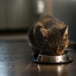 Puis-je nourrir mon chat uniquement avec des croquettes ?