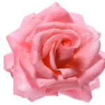 La signification profonde d’une rose rouge : Symbole intemporel de l’amour passionné