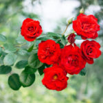Quelle est la signification de la couleur d’une rose ?