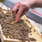 Les défis de la lutte contre les maladies des abeilles