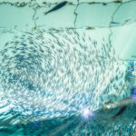 Les systèmes de production en aquaponie : une symbiose entre la pisciculture et l’hydroponie