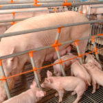 Les meilleures pratiques pour la gestion de la reproduction chez les porcs