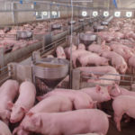 Les stratégies pour améliorer l’efficacité alimentaire chez les porcs