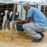 Comment gérer efficacement le parasitisme chez les bovins : stratégies de contrôle et de prévention