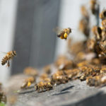 Les techniques de multiplication des colonies d’abeilles