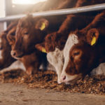 Comment choisir et utiliser efficacement les compléments alimentaires pour les bovins
