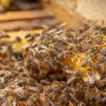 L’impact des pesticides sur les populations d’abeilles