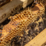 Les étapes pour démarrer une ruche d’abeilles