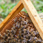 Les mythes et les idées fausses sur les abeilles et l’apiculture