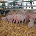 L’impact de l’élevage porcin sur l’environnement
