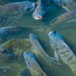 Les perspectives de l’aquaculture : une solution prometteuse pour la sécurité alimentaire mondiale