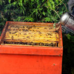 Les différents types de ruches utilisées en apiculture et leurs avantages