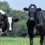 Comment évaluer et améliorer la qualité de la reproduction dans votre troupeau bovin