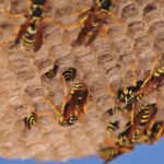 Les prédateurs et les menaces pour les ruches d’abeilles