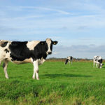 Conseils pour maximiser l’utilisation des ressources naturelles dans l’élevage bovin