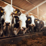 Les méthodes de gestion du comportement et de la sociabilité dans un troupeau bovin