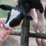 Astuces pour garantir la sécurité des travailleurs dans un élevage bovin