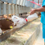 Les meilleures pratiques pour le sevrage des veaux