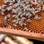 Les interactions entre les abeilles et d’autres pollinisateurs