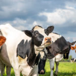 Comment prévenir et gérer les maladies infectieuses dans un troupeau bovin