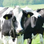 Les pratiques de gestion des effluents et de recyclage des nutriments dans un élevage bovin