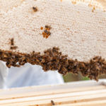 Les meilleures pratiques pour l’hivernage des ruches