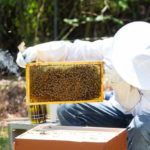 L’apiculture urbaine : défis et opportunités