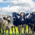 Les avantages de l’utilisation de systèmes de traçabilité dans la gestion d’un élevage bovin