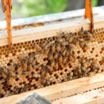 Les différences entre les abeilles domestiques et les abeilles sauvages