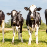 Les pratiques de gestion des effluents dans un élevage bovin