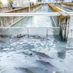 L’impact de la pisciculture sur les écosystèmes aquatiques : défis et perspectives