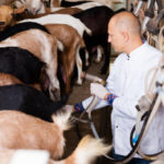 Astuces pour la gestion efficace de la nutrition des bovins pour une croissance optimale
