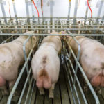 La traçabilité et la transparence dans la chaîne d’approvisionnement porcine :