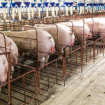 L’utilisation des hormones de croissance dans l’élevage porcin : controverses et réglementations