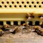 Les rôles sociaux et organisationnels au sein d’une colonie d’abeilles