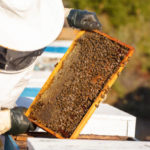 Les innovations technologiques dans l’apiculture moderne