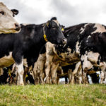 Astuces pour gérer efficacement les périodes de calving et de mise bas dans un troupeau bovin