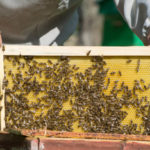Les pratiques agricoles durables pour préserver les populations d’abeilles