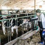 Conseils pour la gestion des températures extrêmes dans l’élevage bovin