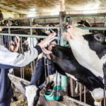 Les stratégies pour optimiser la gestion de la reproduction dans un troupeau bovin