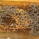 Les techniques de reproduction des abeilles sans essaim