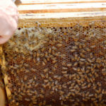 Les initiatives de conservation des habitats pour les abeilles sauvages