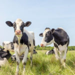Conseils pour maximiser la rentabilité de votre élevage bovin