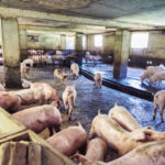 Les défis de la gestion des effluents dans les exploitations porcines