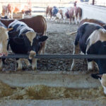 Les techniques de gestion des pâturages pour maximiser la productivité du bétail