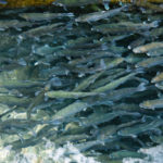 Les effets des médicaments vétérinaires sur l’environnement aquatique dans les fermes piscicoles