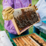 Les bases de l’apiculture pour les débutants