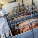 Les maladies les plus courantes chez les porcs