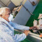 Les technologies émergentes dans l’élevage porcin