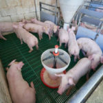 L’importance de la vaccination dans la prévention des maladies chez les porcs